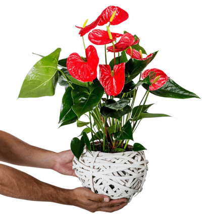 Anthurium in Basket