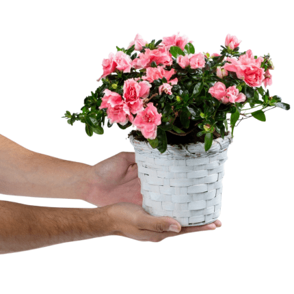 Pink Azalea in a Basket