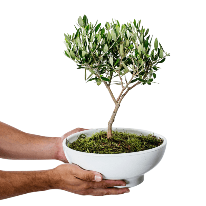 Olive-Bonsai in Clay Caspo