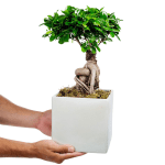 Bonsai-Ficus in Clay Copper