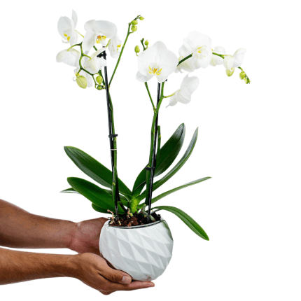 Orchid White Orchid in Clay Maspeaux