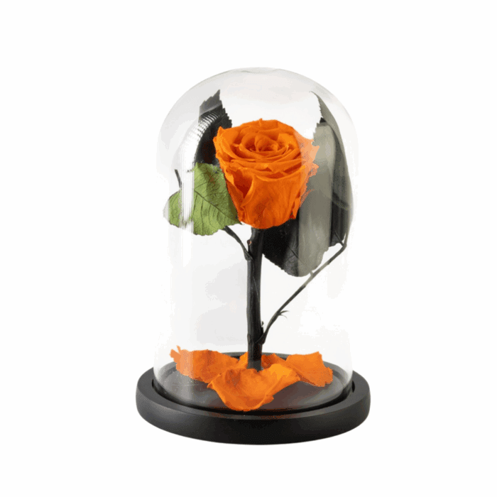 Beauty & The Beast Orange 12x20cm