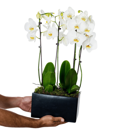 Orchid in Ceramic Masceau Premium