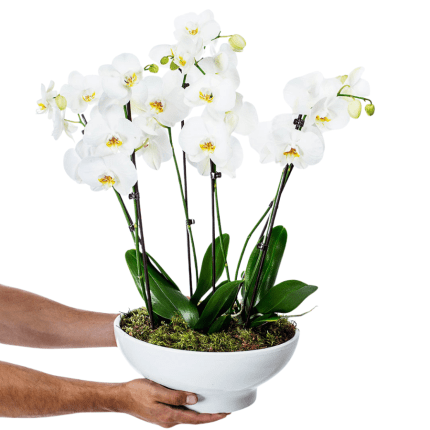 Orchid Pandasia in Ceramic Maspeaux