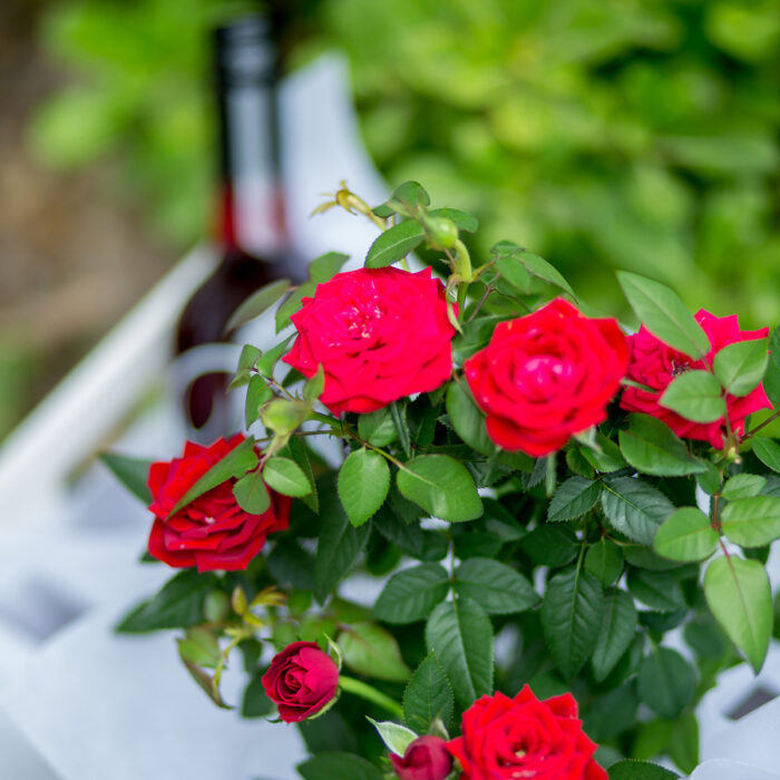 Κόκκινη Τριανταφυλλιά σε Καλάθι με Κόκκινο Κρασί