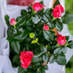 Ροζ Τριανταφυλλιά σε Καλάθι σε Ροζέ Κρασί