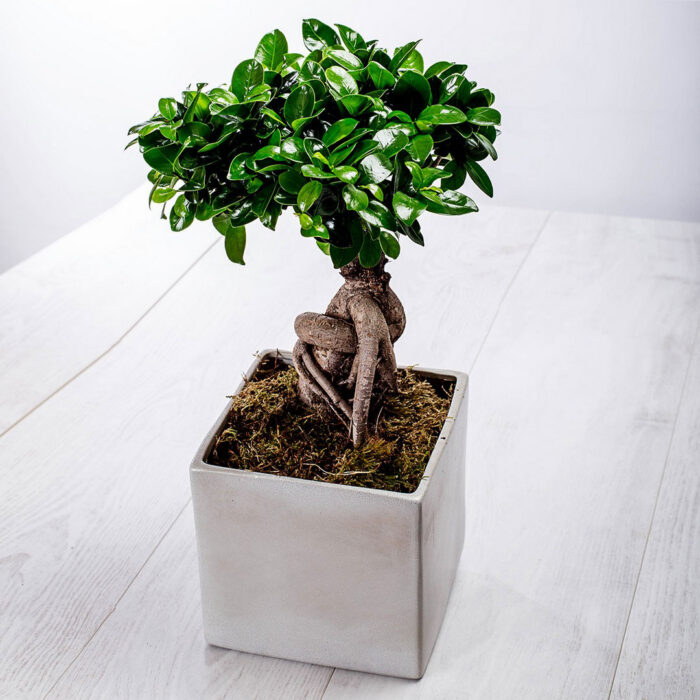 Bonsai-Ficus in Clay Copper