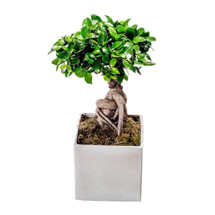 Bonsai-Ficus in Clay Copper