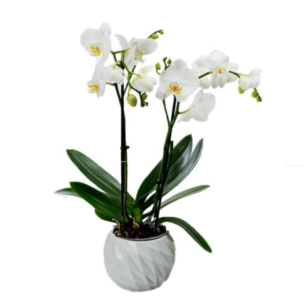 Orchid White Orchid in Clay Maspeaux
