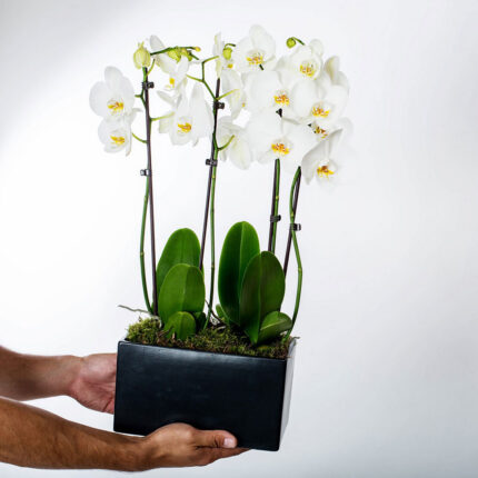 Orchid in Ceramic Masceau Premium