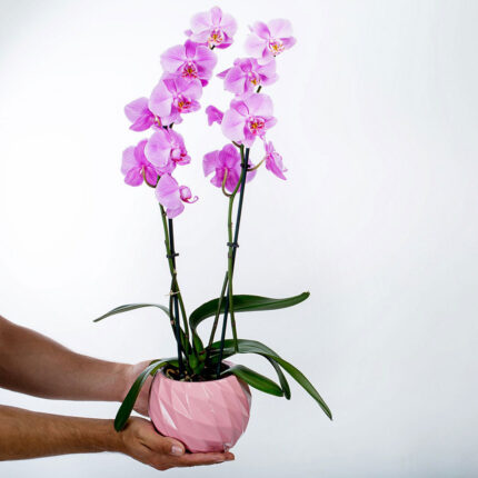 Orchid Pink in Clay Caspo