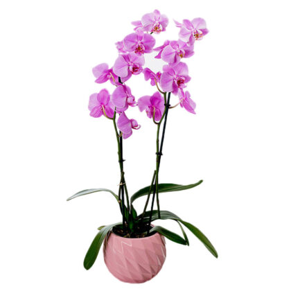 Orchid Pink in Clay Caspo