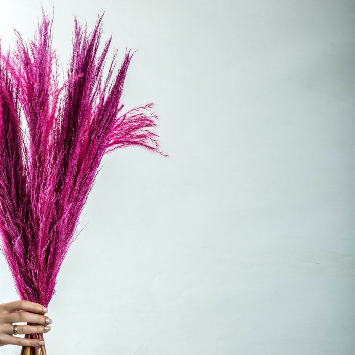 Pampas Bouquet with 10 Pampas in Fuchsia