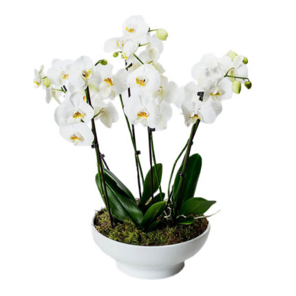 Orchid Pandasia in Ceramic Maspeaux