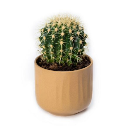 Cactus in a White Clay Mask
