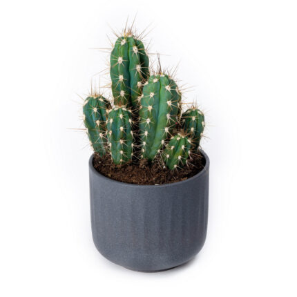Cactus in Black Clay Masco