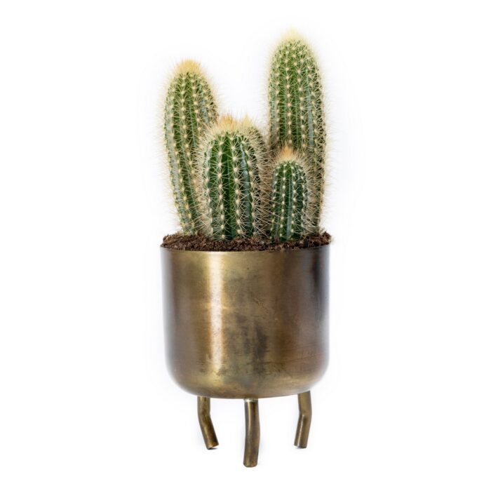 Cactus in Cactus in Gold Metallic Casabash