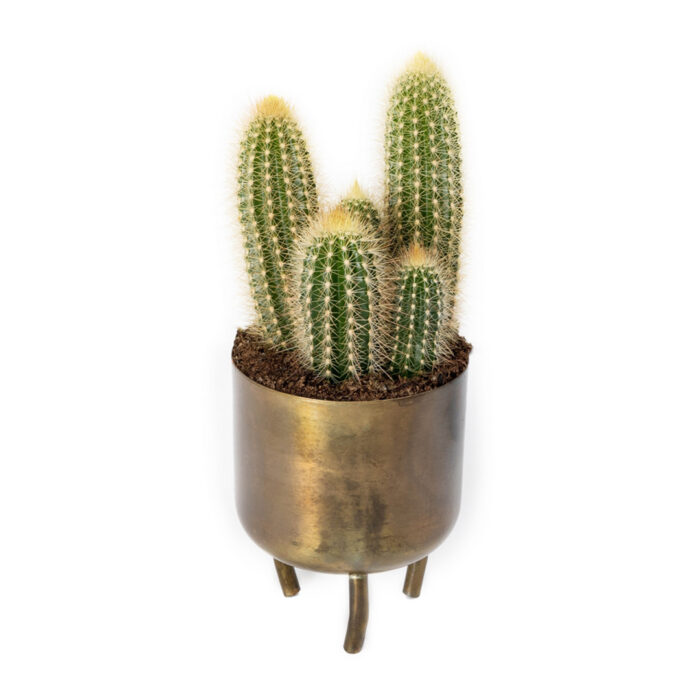 Cactus in Gold Metallic Cachepot