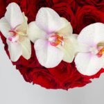 Box of 40 Red Roses and Orchids