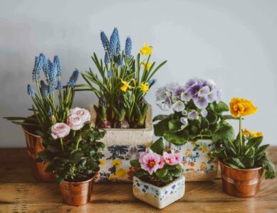 flowers in a pot for holidays