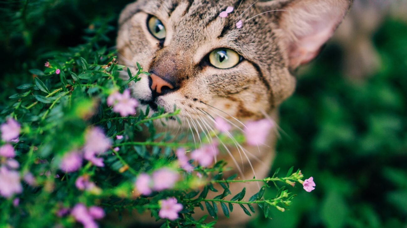 κατοικίδια γάτα και λουλούδια