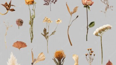 dried flowers on a grey background