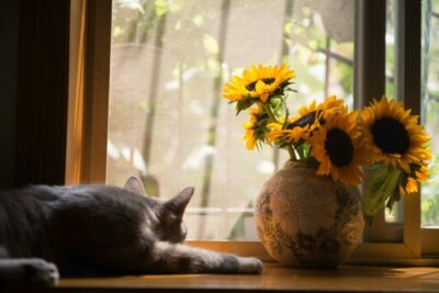 Sunflowers in a vase