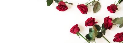 Γρήγορες συμβουλές για τα Forever Roses που στείλατε χθες. Η εικόνα δείχνει κόκκινα τριαντάφυλλα
